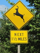 Deer Crossing