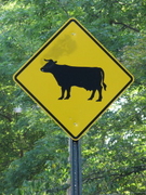 Cattle Crossing