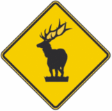 Elk Crossing
