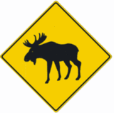 Moose Crossing