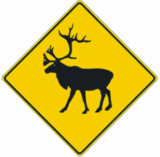 Caribou Crossing